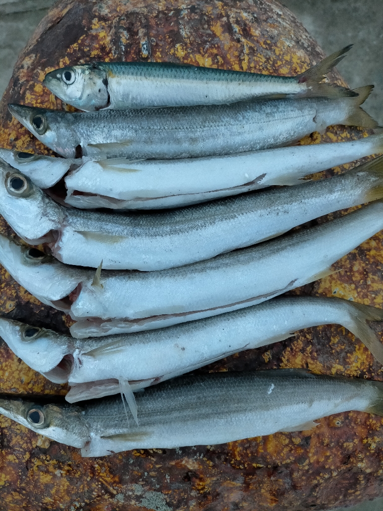 アカカマス好釣！