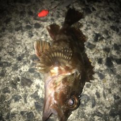 ブラクリ&イカ短冊でガシラ釣り