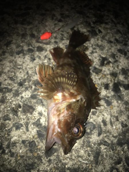 ブラクリ&イカ短冊でガシラ釣り