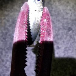 ナイトアジング