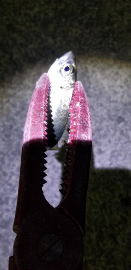 ナイトアジング