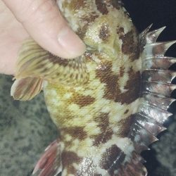 唐揚げが食べたくて