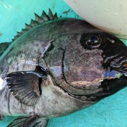 イシダイ初GET✨