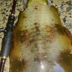 夜雨エギングIN対馬