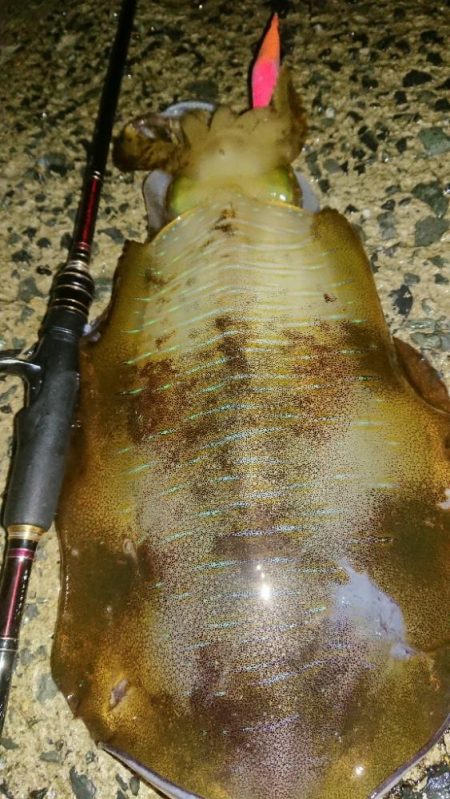 夜雨エギングIN対馬