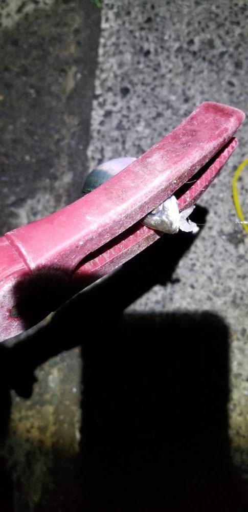 下津 渋くても尺アジGET