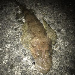 直リグでガシラ&マゴチGET