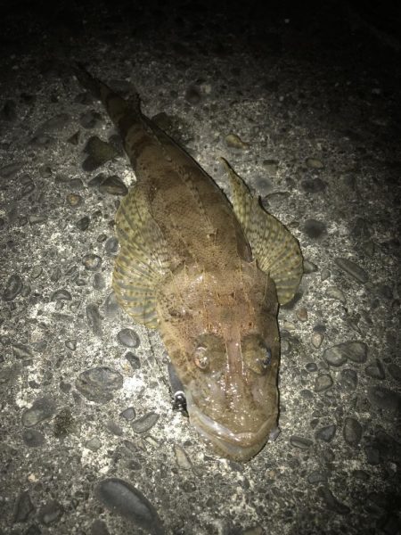 直リグでガシラ&マゴチGET