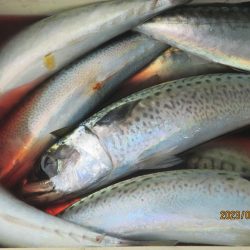 サバ　入れ食いクーラー満杯(^_-)-☆