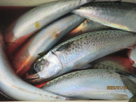 サバ　入れ食いクーラー満杯(^_-)-☆