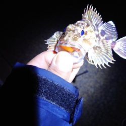 サゴシが釣れません