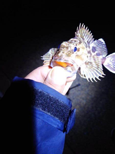 サゴシが釣れません