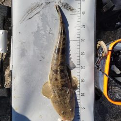 コノシロパターン