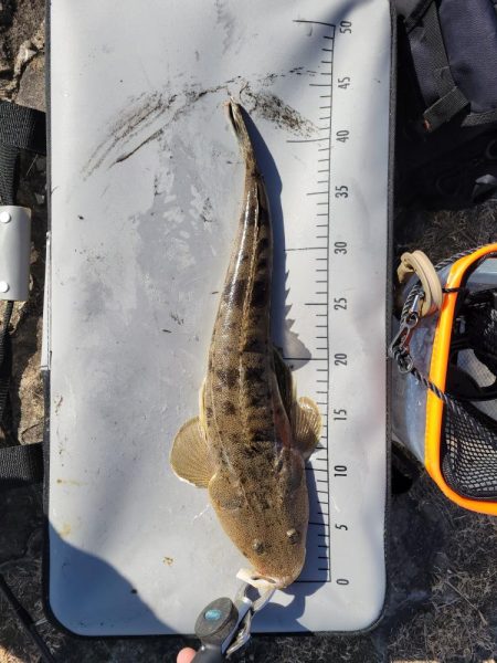 コノシロパターン