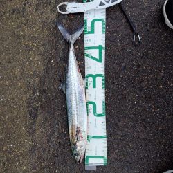 久しぶりのサゴシ