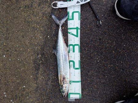 久しぶりのサゴシ