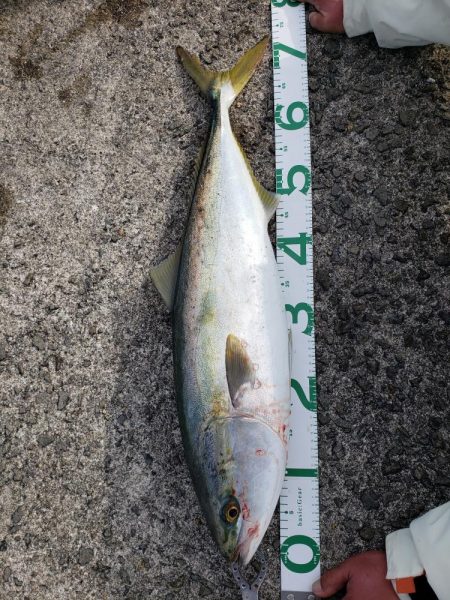 １ヶ月ぶりの鰤ならず