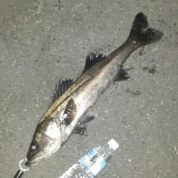 今年初シーバス。