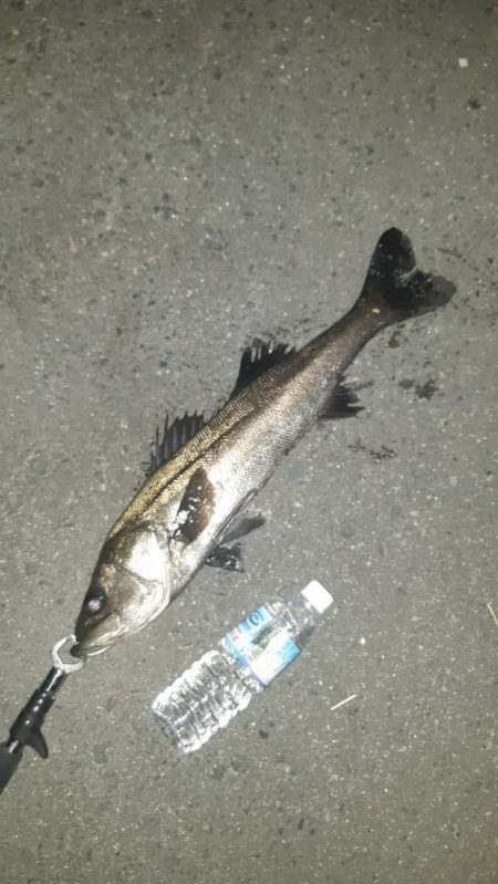 今年初シーバス。