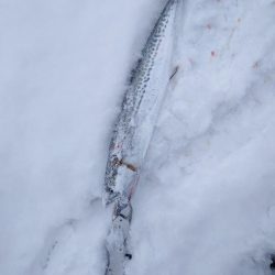 宮津まだサゴシいます