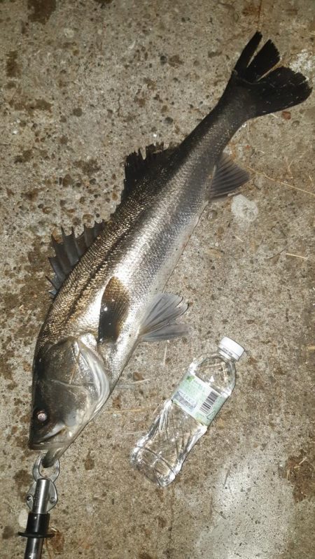 深夜から朝にかけて