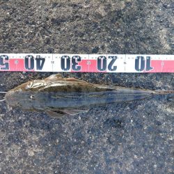 新年も安定のま○○