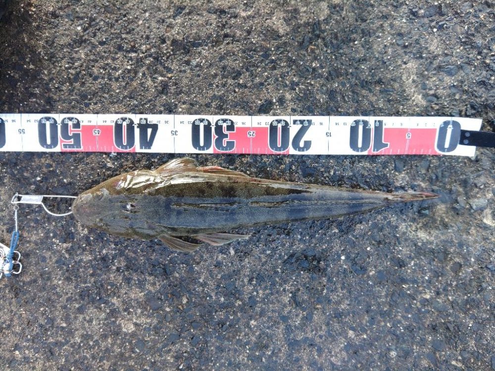 新年も安定のま○○