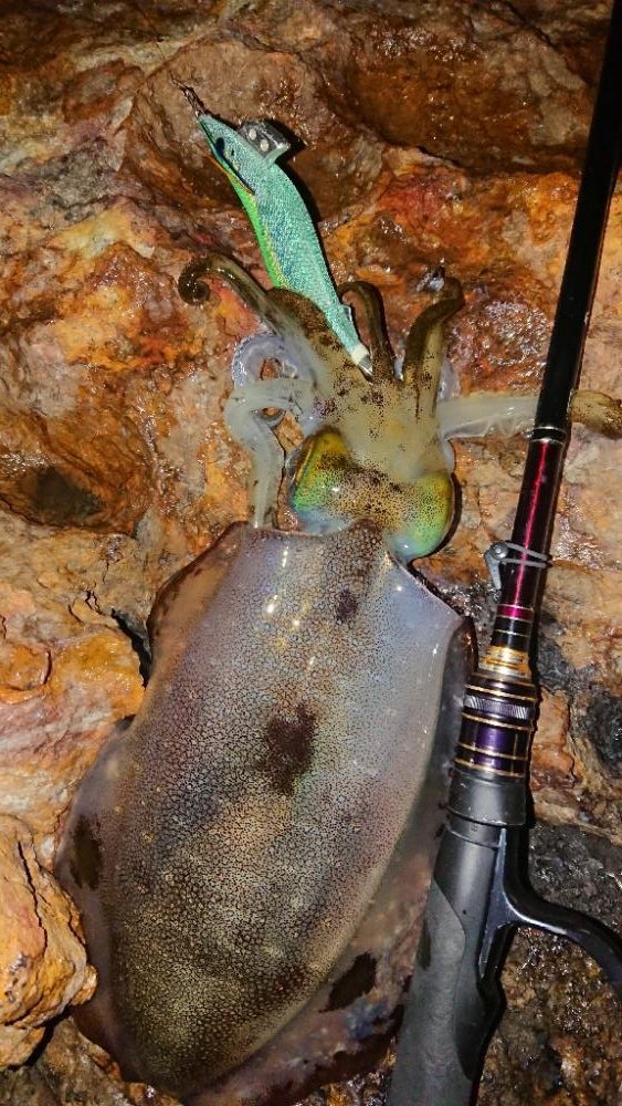 地磯エギングIN対馬