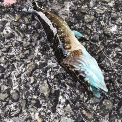 ホームで初釣り