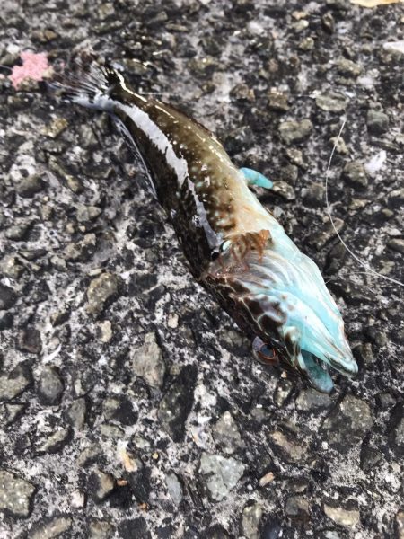 ホームで初釣り