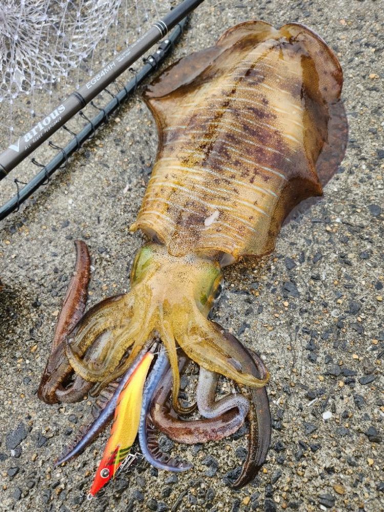 2023年 初キロアップ