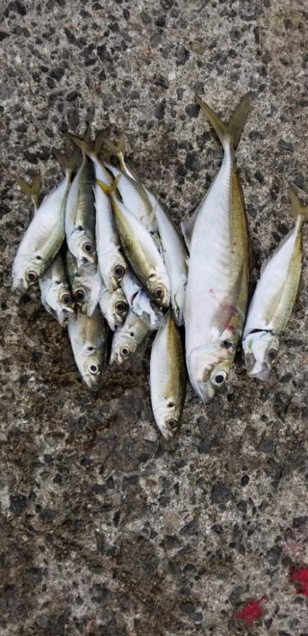 湯浅で尺アジ3匹