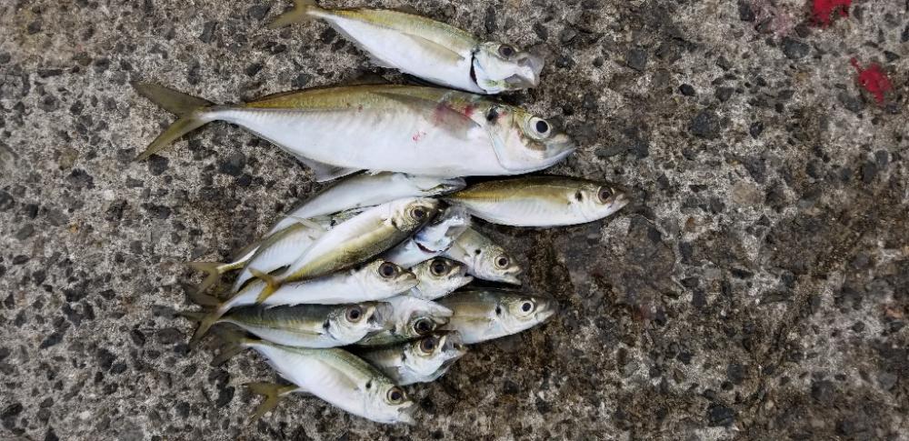 湯浅で尺アジ3匹