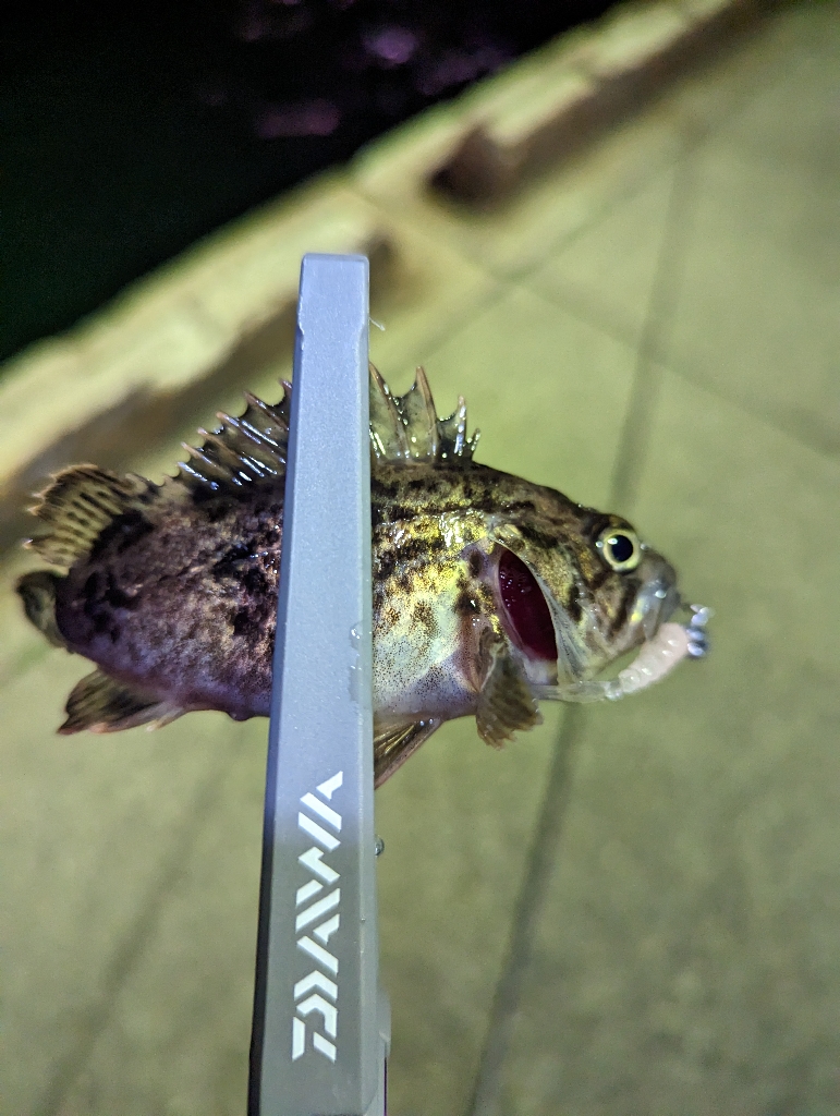 陸っぱり釣行記