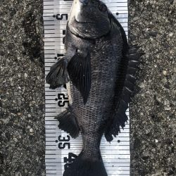 イチノ兄弟（兄）釣果！