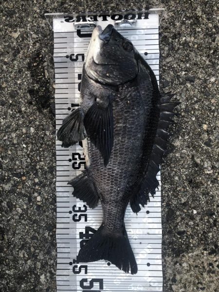 イチノ兄弟（兄）釣果！