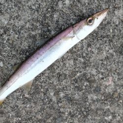 カマスゲット!!