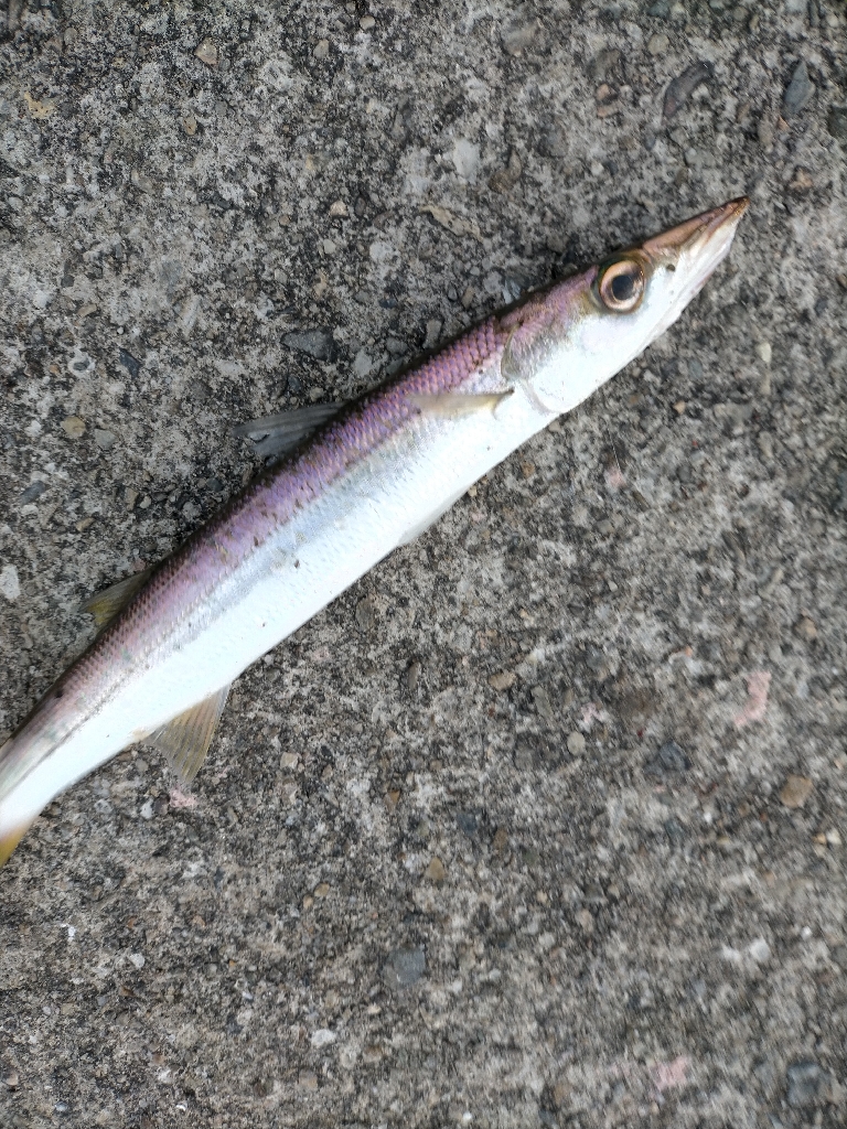 カマスゲット!!