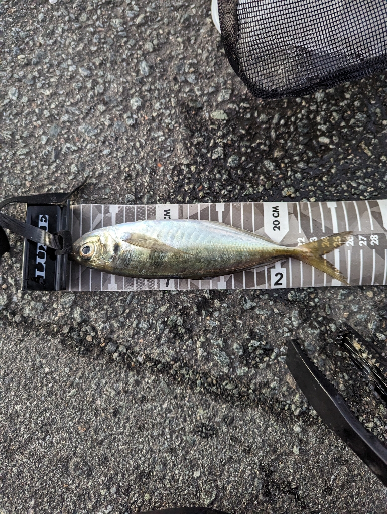 陸っぱり釣行記