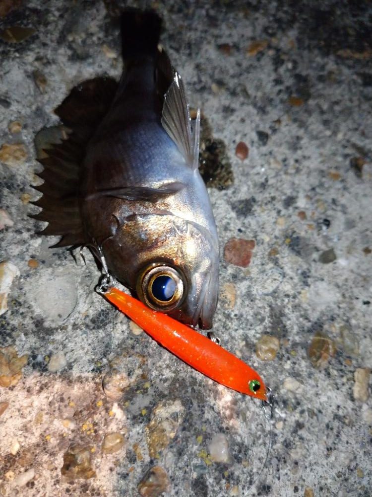 makopenクロパグオレンジ