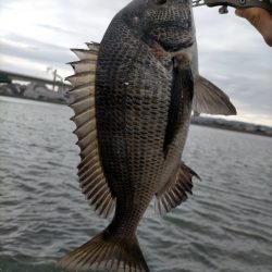 セットアッパーでチヌ