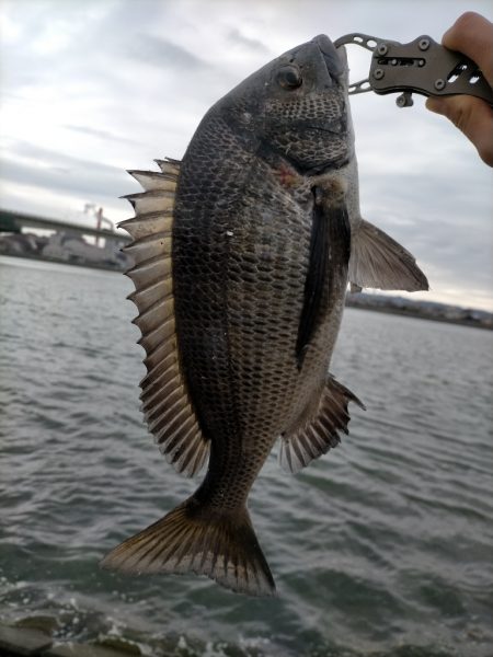 セットアッパーでチヌ