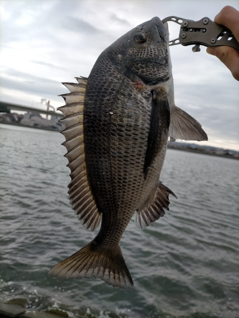 セットアッパーでチヌ