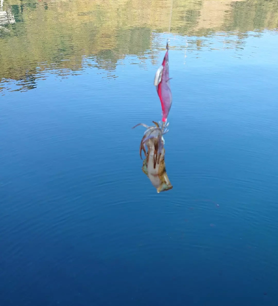 帰省エギングIN桜島