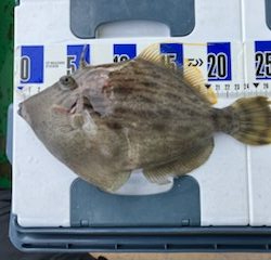 三邦丸さんカワハギ専門便