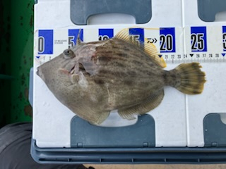 三邦丸さんカワハギ専門便