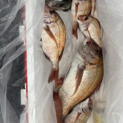 一つテンヤ、SLJ