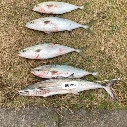 ライトショアジギング