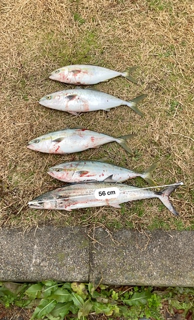 ライトショアジギング