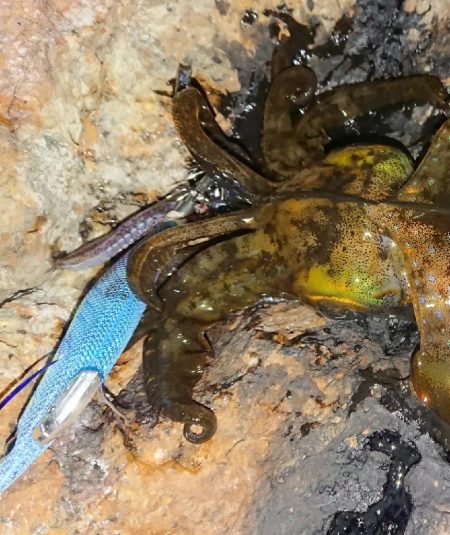 強風エギングIN対馬